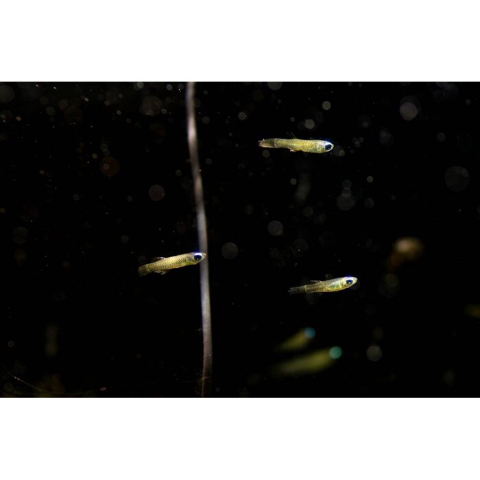 Aplocheilichthys Normani - Afrikaans Blauwoogje