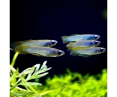 Aplocheilichthys Normani - Afrikaans Blauwoogje