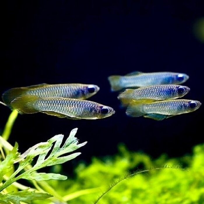 Aplocheilichthys Normani - Afrikaans Blauwoogje