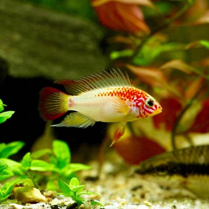 Apistogramma Viejita Red Gold