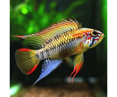Apistogramma Viejita