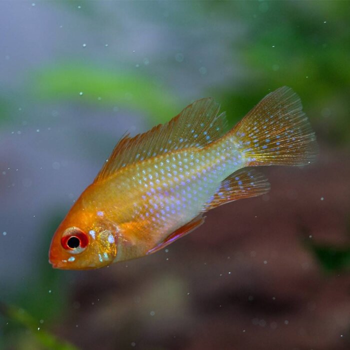 Apistogramma Ramirezi Gold
