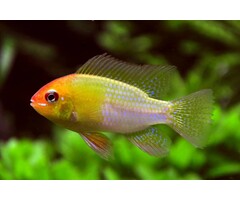 Apistogramma Ramirezi Gold