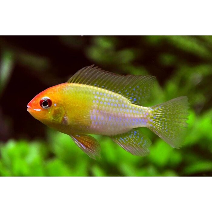 Apistogramma Ramirezi Gold
