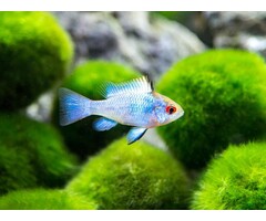 Apistogramma Ramirezi Electric Blue