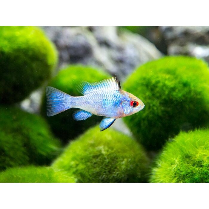 Apistogramma Ramirezi Electric Blue