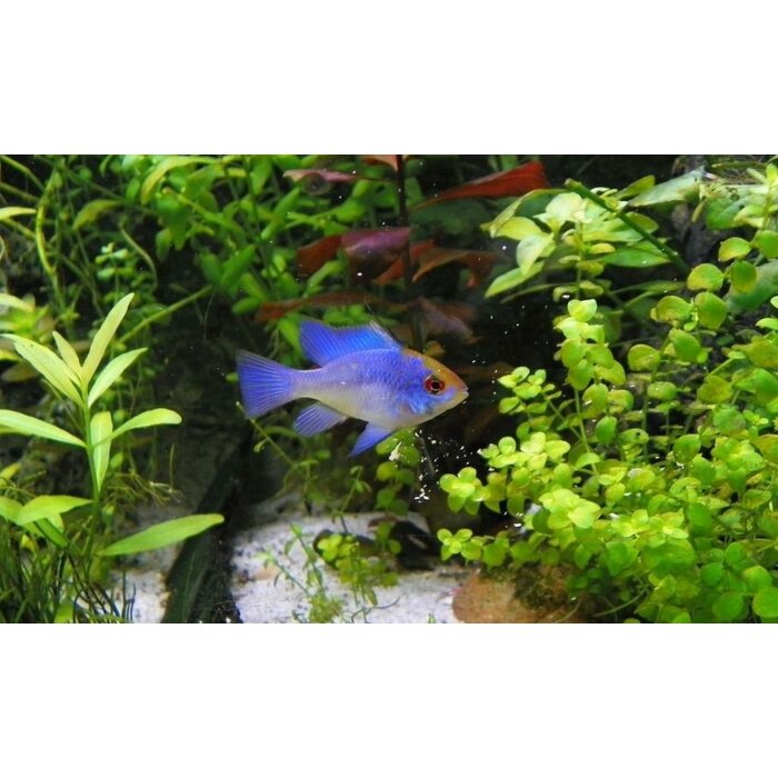 Apistogramma Ramirezi Electric Blue