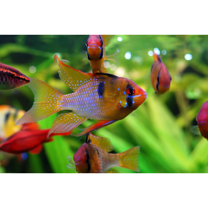 Apistogramma Ramirezi