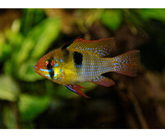 Apistogramma Ramirezi