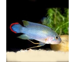 Apistogramma Pandurini