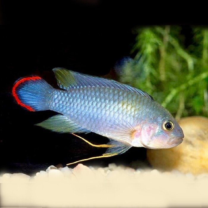 Apistogramma Pandurini