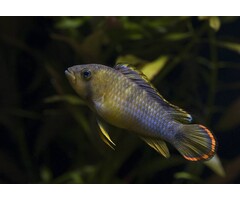 Apistogramma Nijsseni
