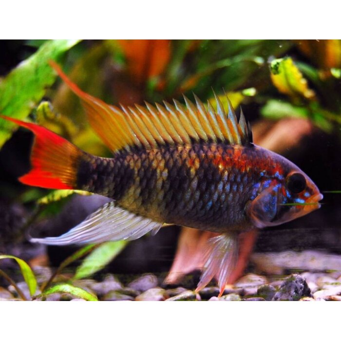 Apistogramma Macmasteri