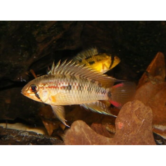 Apistogramma Macmasteri