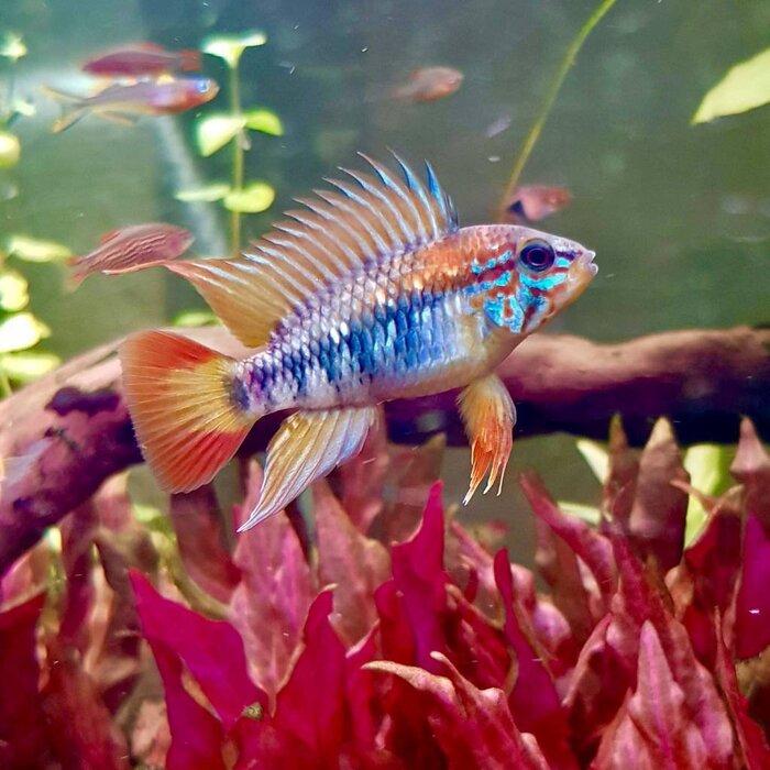 Apistogramma Macmasteri