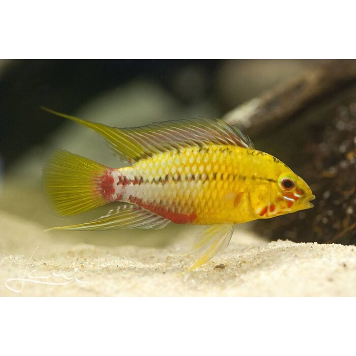 Apistogramma Hongsloi