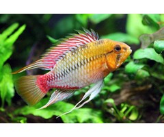 Apistogramma Hongsloi