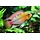Apistogramma Hongsloi