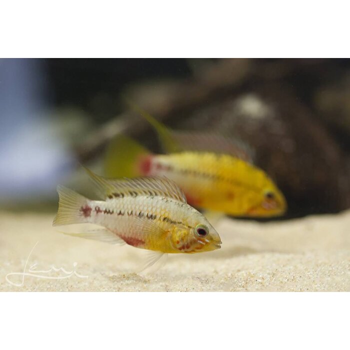 Apistogramma Hongsloi