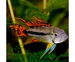 Apistogramma Cacatuoides Triple Red