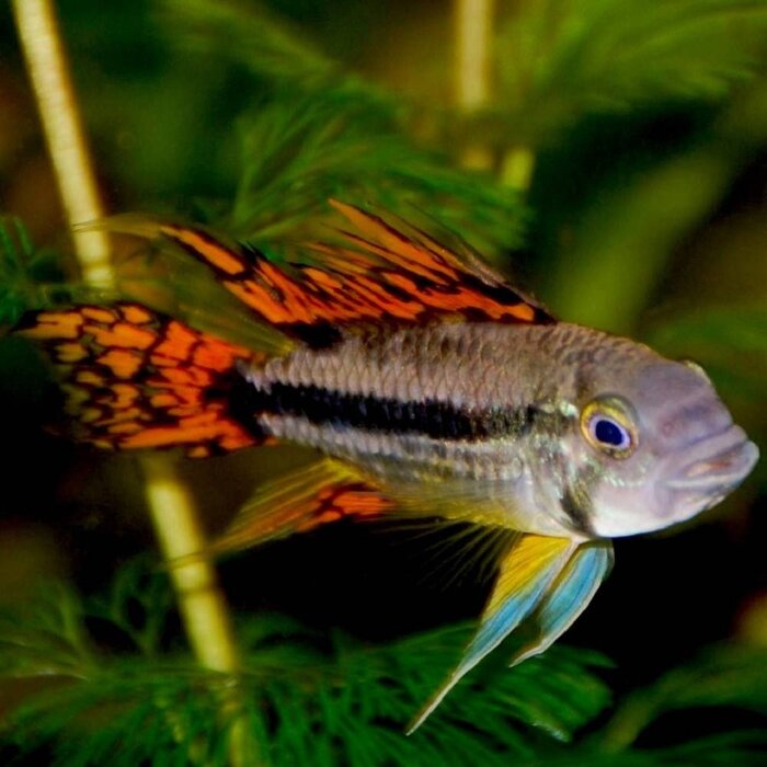 Apistogramma Cacatuoides Triple Red