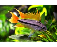 Apistogramma Cacatuoides Triple Orange