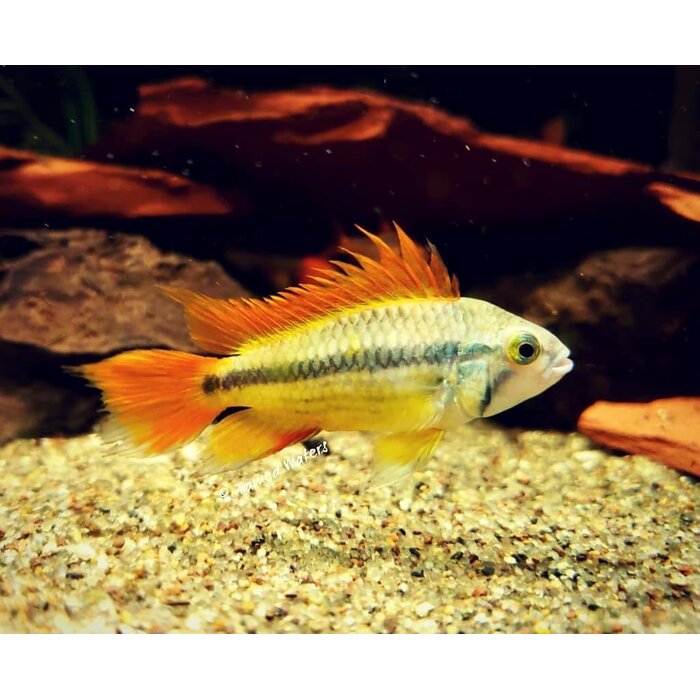 Apistogramma Cacatuoides Triple Orange