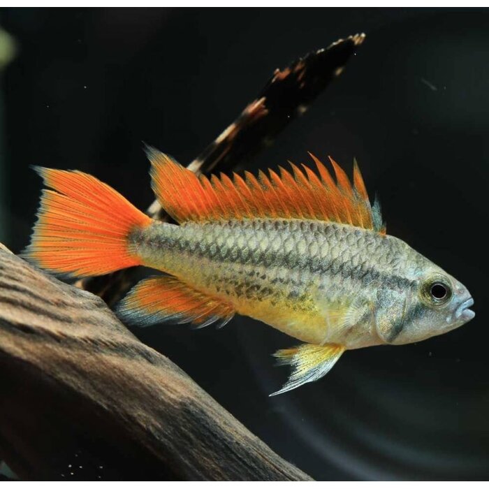 Apistogramma Cacatuoides Triple Orange