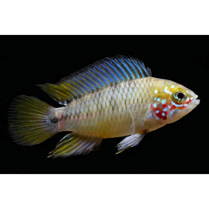 Apistogramma Borelli Opal