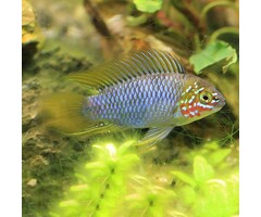 Apistogramma Borelli Opal