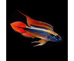 Apistogramma Agassizii Double Red