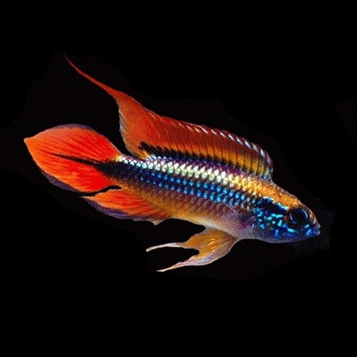 Apistogramma Agassizii Double Red