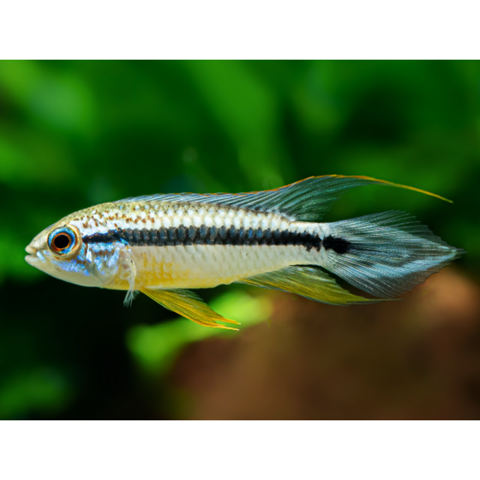 Apistogramma Agassizi Tefe - Gele Dwergcichlide