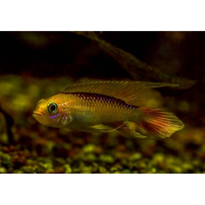 Apistogramma Agassizi Fire Red