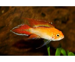 Apistogramma Agassizi Fire Red