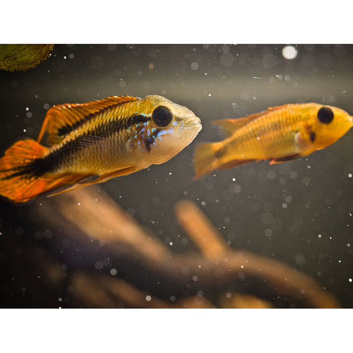 Apistogramma Agassizi Tefe - Gele Dwergcichlide