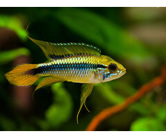 Apistogramma Agassizi Tefe - Gele Dwergcichlide
