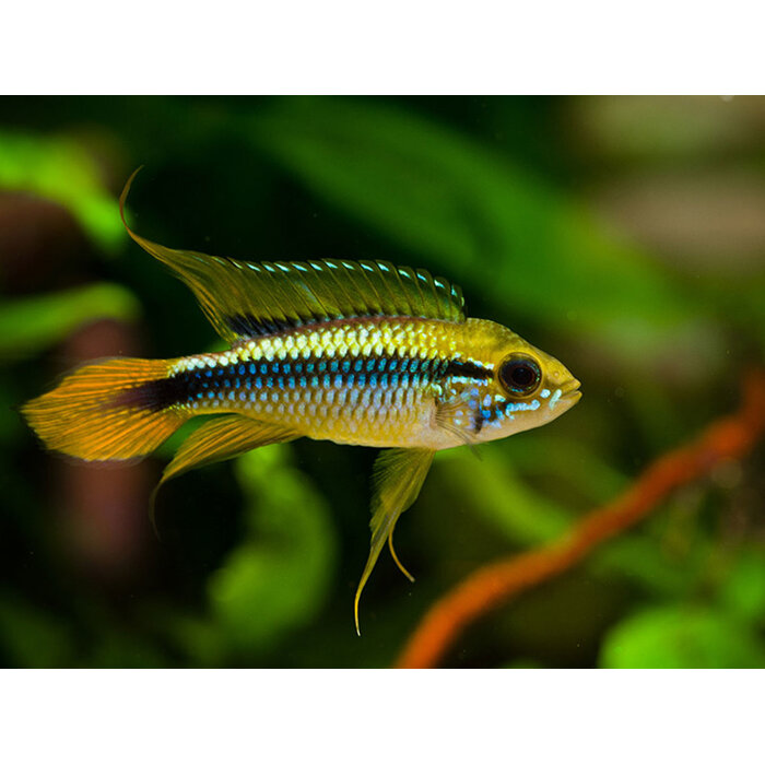 Apistogramma Agassizi Tefe - Gele Dwergcichlide