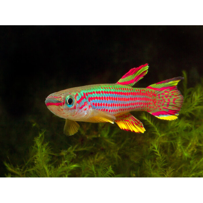 Aphyosemion Striatum - Red-Striped Killi