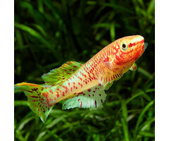 Aphyosemion Gardneri Gold - Fundulopanchax Gardneri Gold