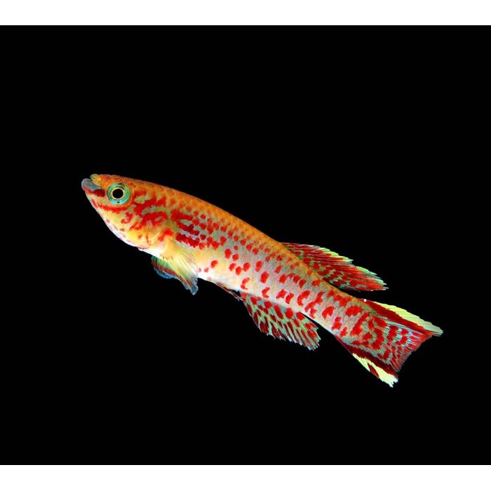 Aphyosemion Gardneri - Fundulopanchax Gardneri