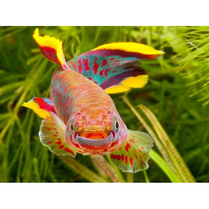 Aphyosemion Gardneri - Fundulopanchax Gardneri