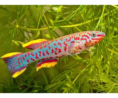 Aphyosemion Gardneri - Fundulopanchax Gardneri