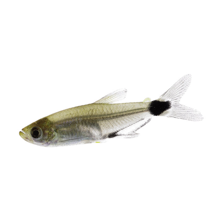 Aphyocharax Paraguayensis - White Spot Tetra
