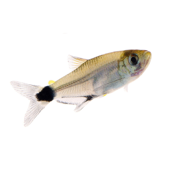 Aphyocharax Paraguayensis - White Spot Tetra
