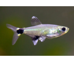 Aphyocharax Paraguayensis - White Spot Tetra