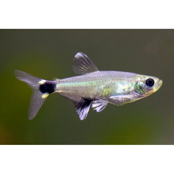 Aphyocharax Paraguayensis - White Spot Tetra