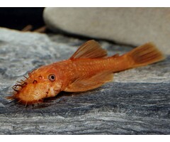 Ancistrus Temminckii (L144) Super Red