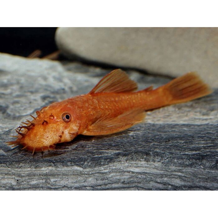 Ancistrus Temminckii (L144) Super Red