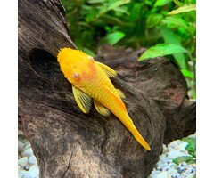 Ancistrus Temminckii (L144) Gold / Red Eyes